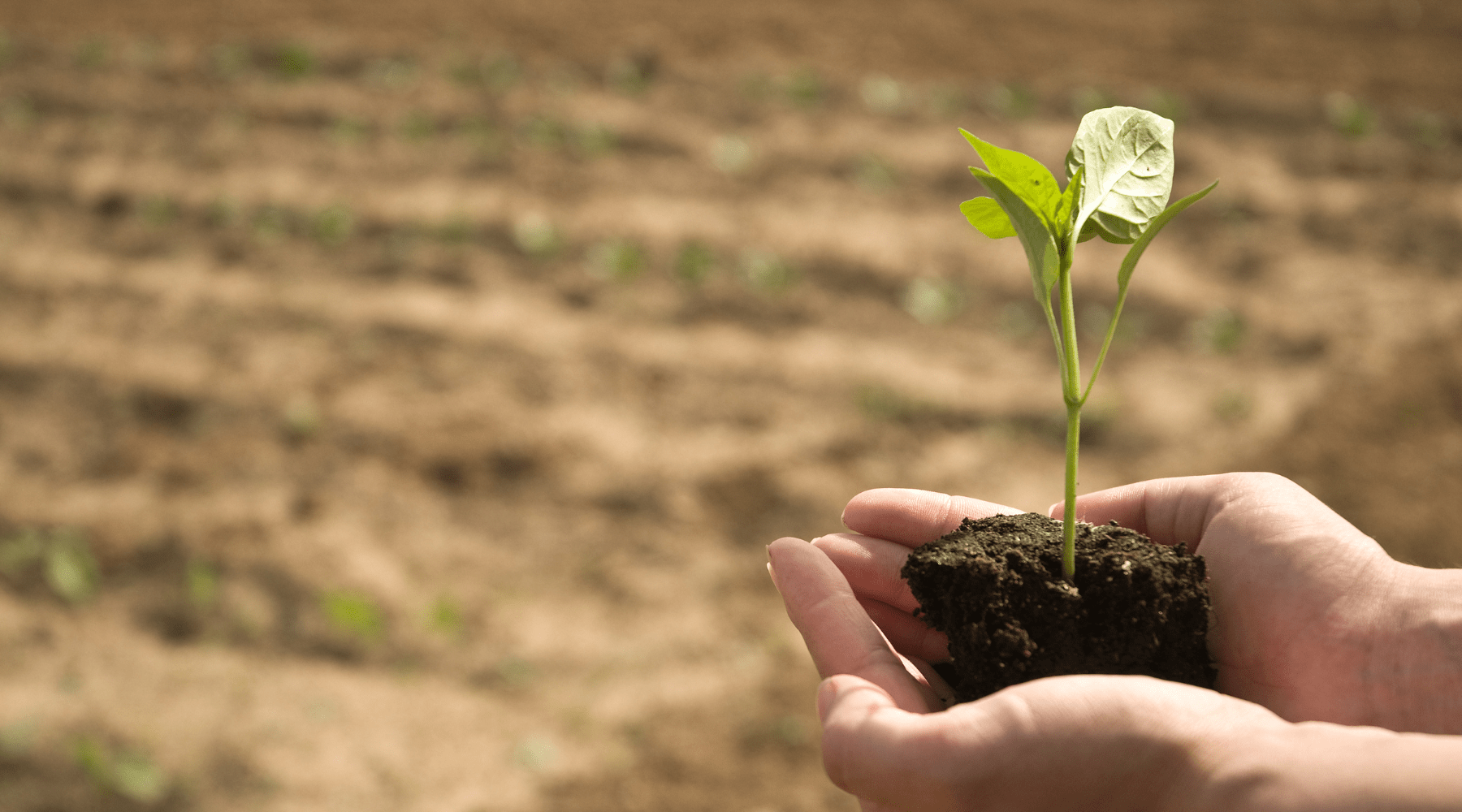 Are Non-GMO Foods Healthier? 6 Reasons We Absolutely Think So!