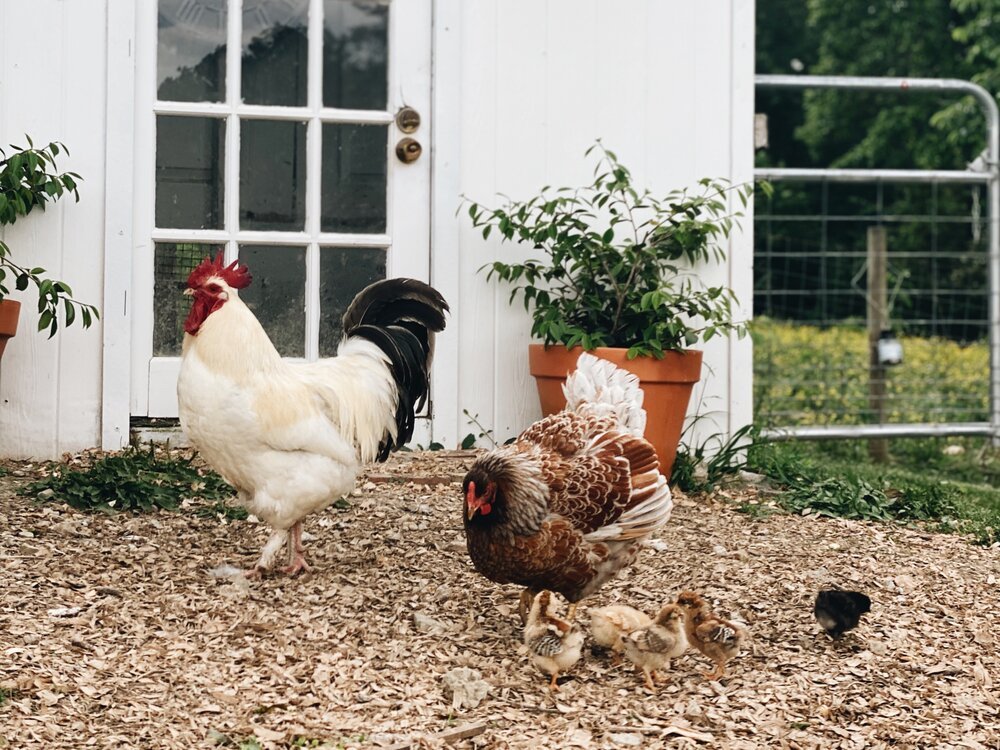 Raising backyard chickens - The pros and cons you need to consider - Country Life Natural Foods