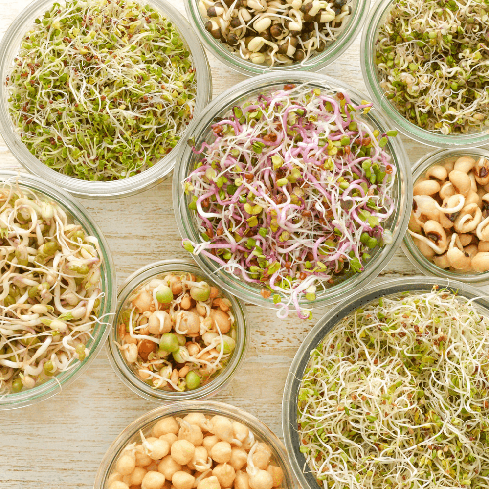 How To Grow Sprouts and 12 Of The Best Sprouts To Eat