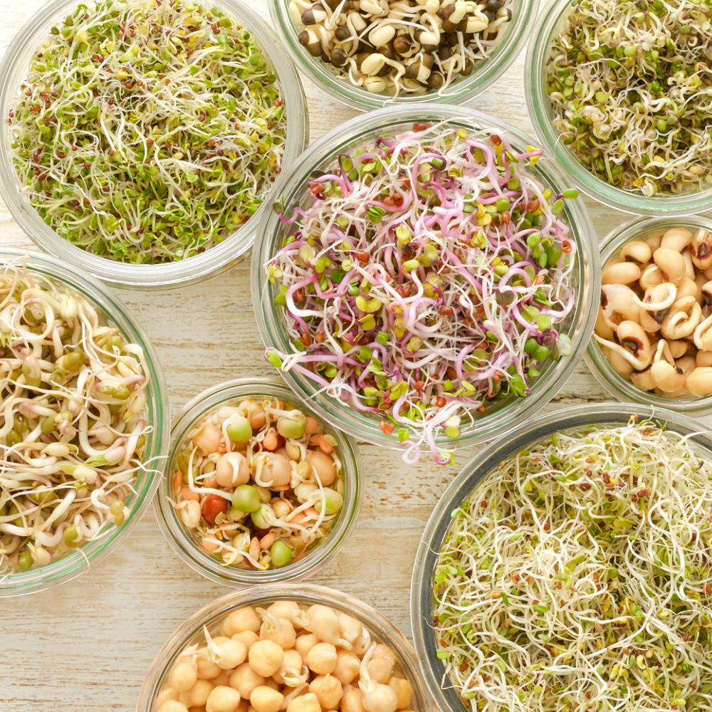 How To Grow Sprouts and 12 Of The Best Sprouts To Eat