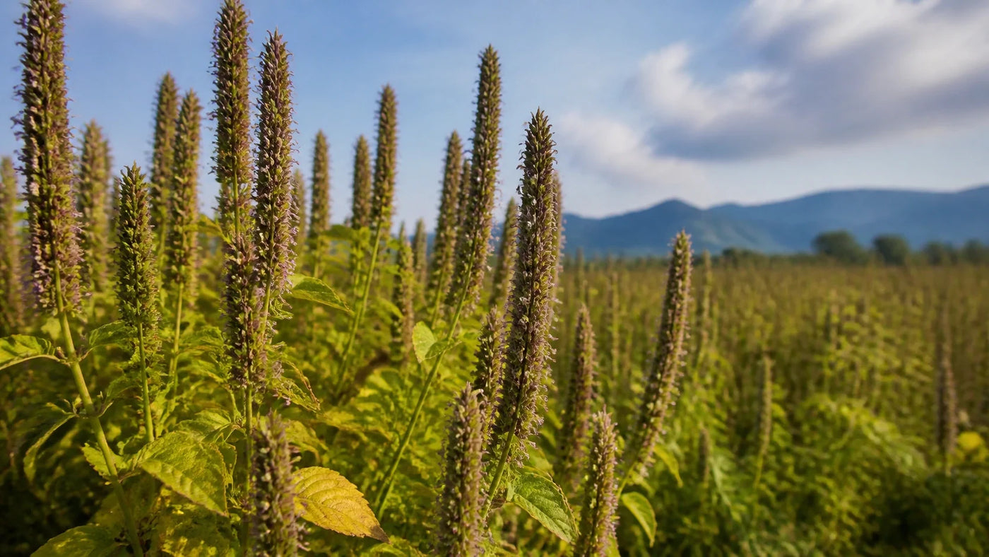 The Real Scoop on I Teaspoon Chia Seeds Calories