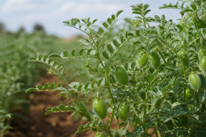 Making Sense of the Calories of Chickpeas in Your Pantry
