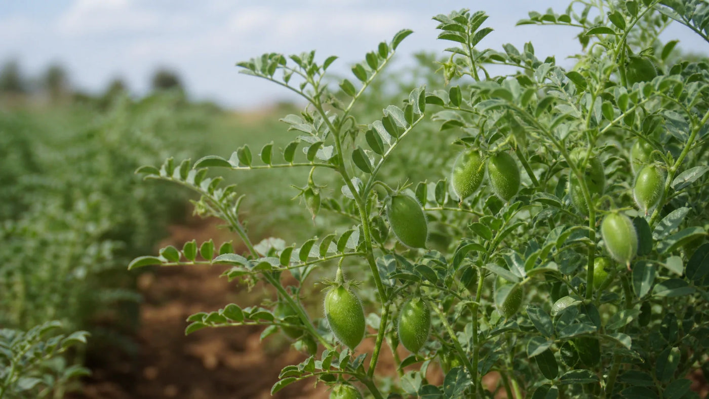 Understanding Dried Chickpeas Serving Size for Meal Planning
