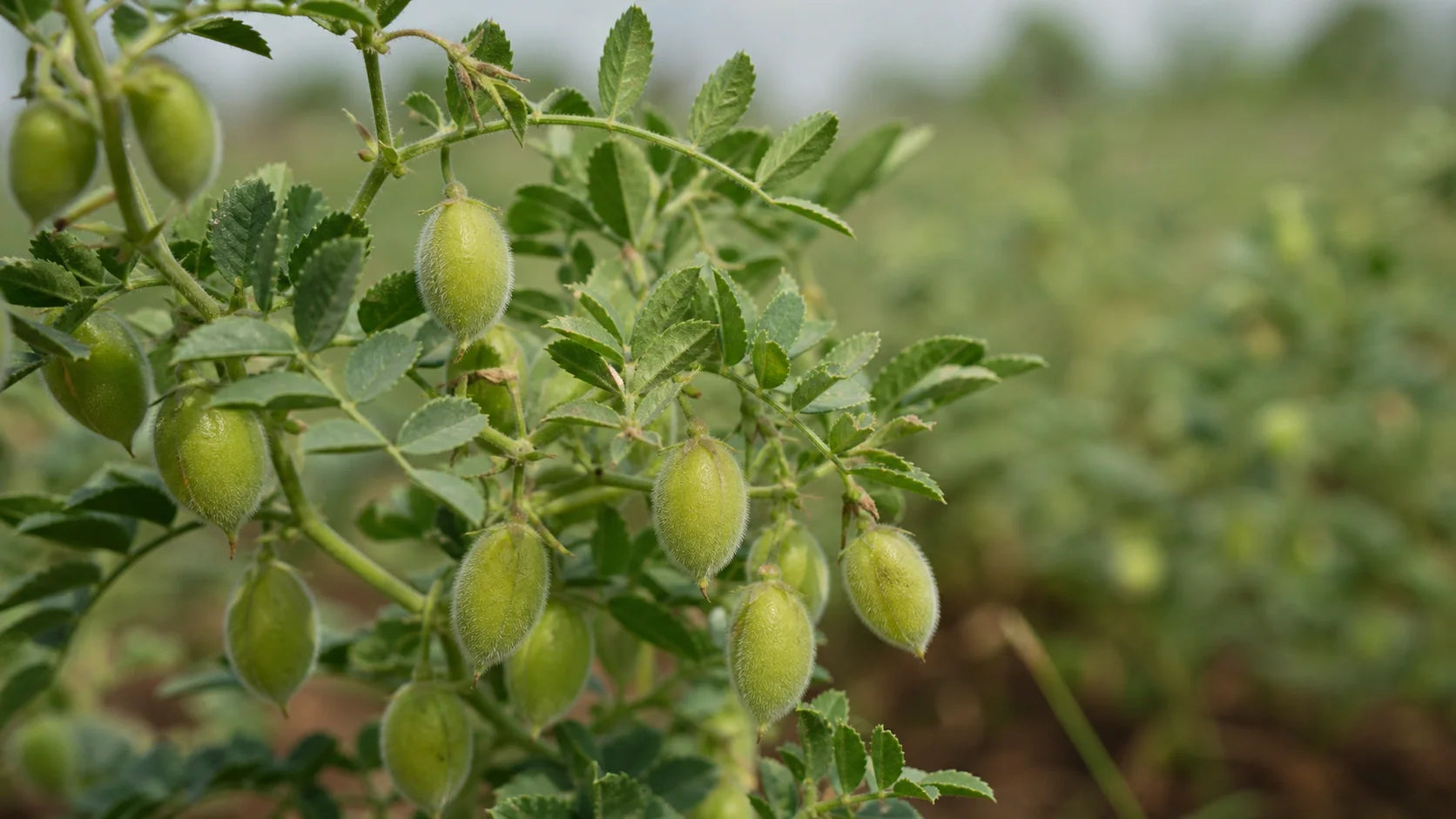 How Many Dry Chickpeas in a Can: The Easy Conversion