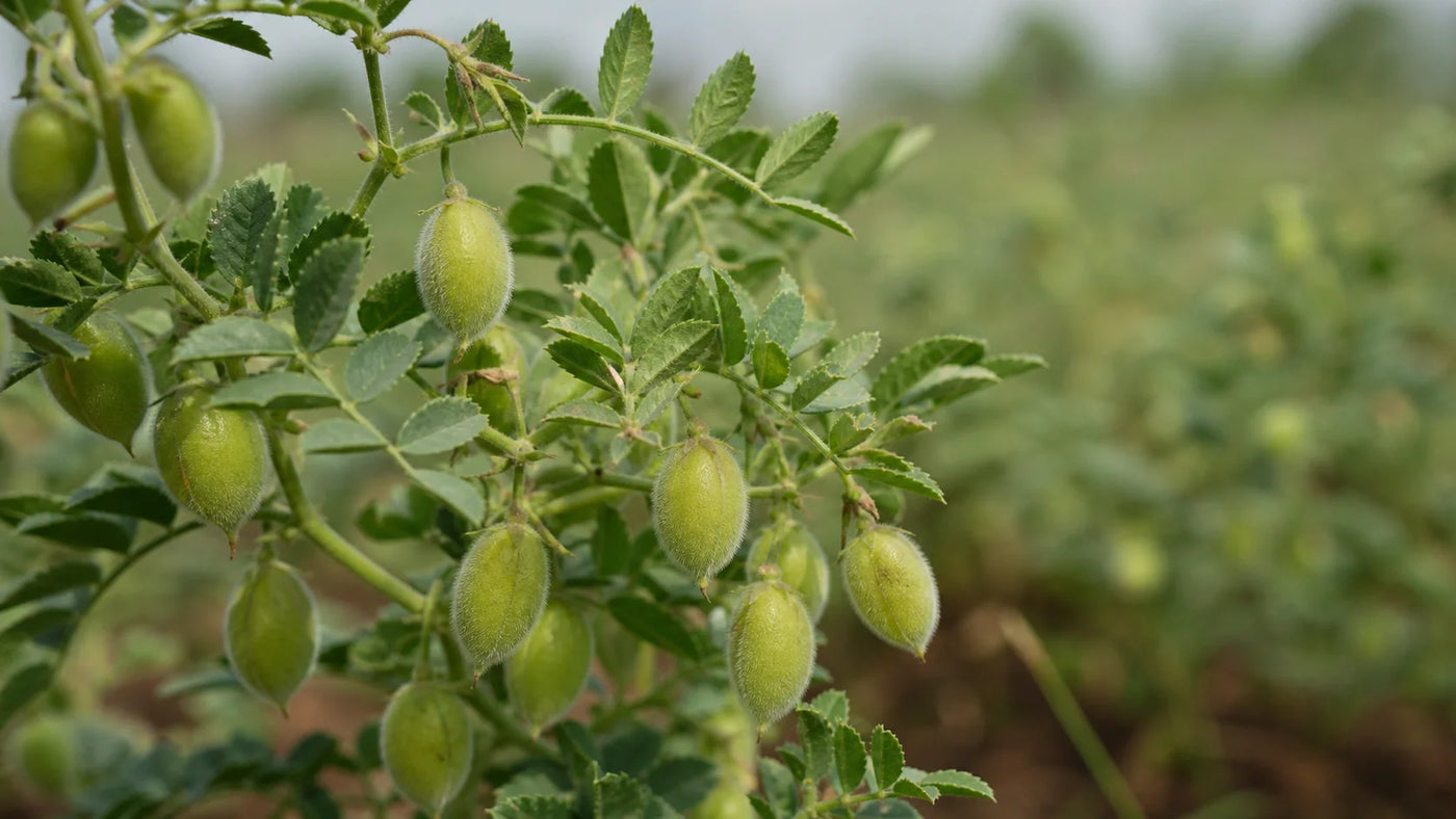 Buying Dried Chickpeas Online: A Practical Pantry Guide