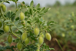 Understanding Calories In Chickpeas 1 Cup