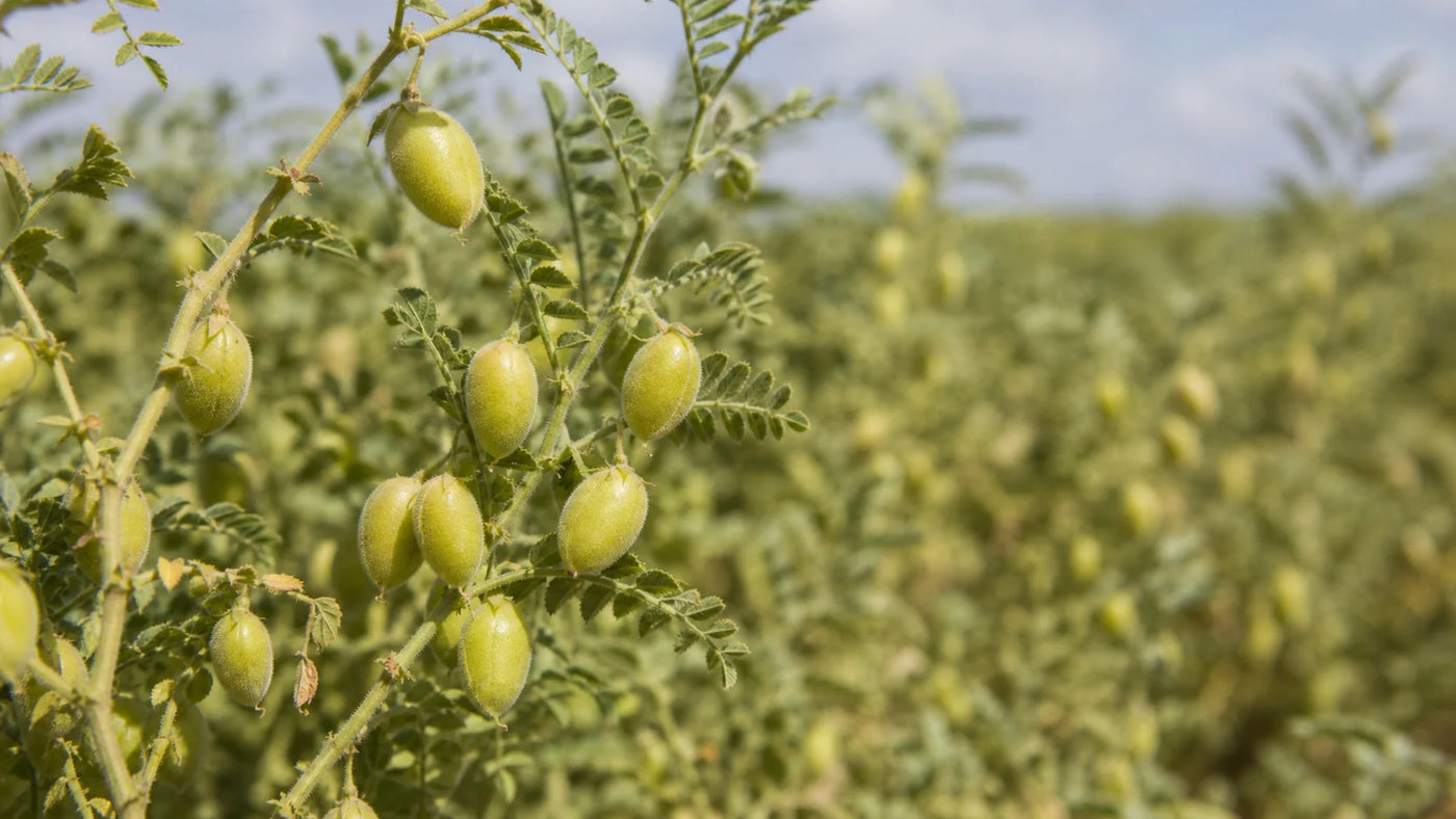 Can You Grow Chickpeas From Dried Chickpeas?