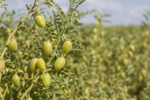 Calories in One Can of Chickpeas: A Pantry Guide