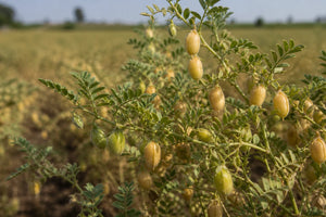 The Real Truth About 1 Cup Raw Chickpeas Calories