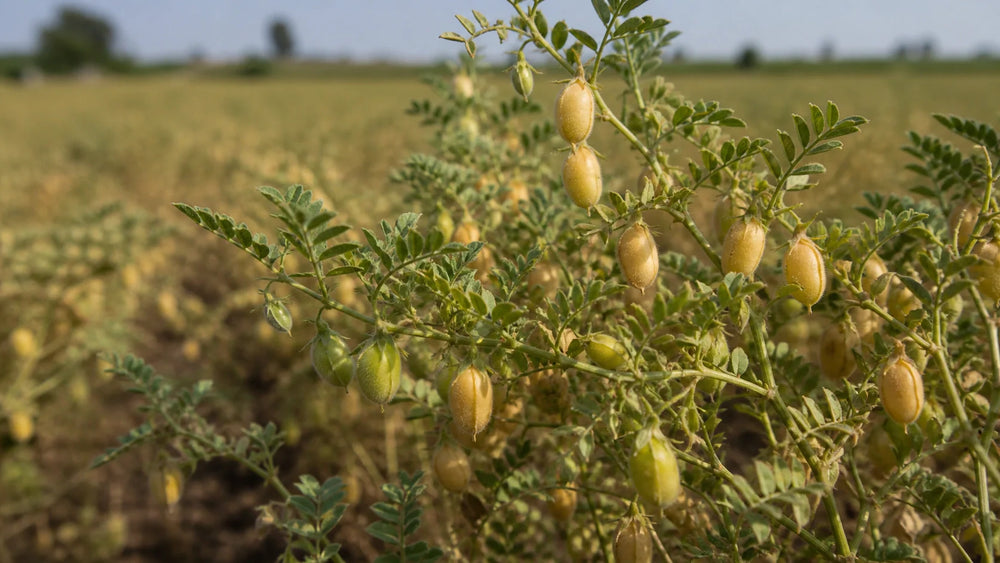 How Many Calories In A Bowl Of Chickpeas?