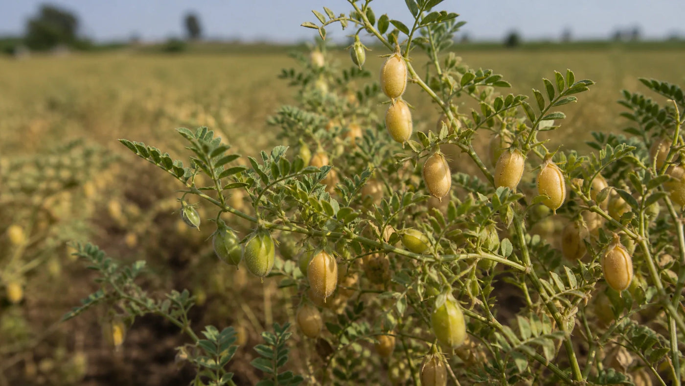 How Do You Dry Chickpeas for Perfectly Crispy Results