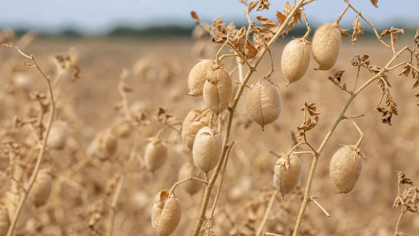 How to Make Dry Chickpeas for Better Pantry Meals