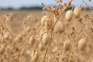 Chickpeas Calories Boiled: A Practical Pantry Guide