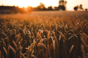 Glyphosate Free Flour & Berries: Should You Make The Switch?