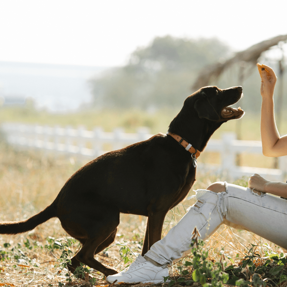 Four Homemade Pet Treat Recipes for Your Furry Friends