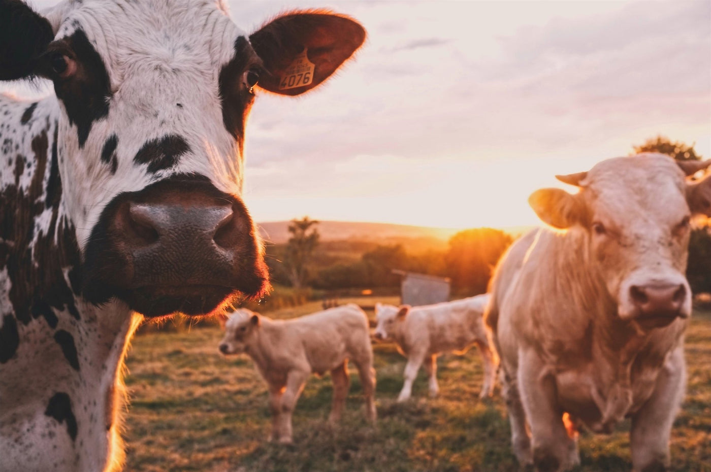 How to Destroy the Planet in 3 Simple Steps - Country Life Natural Foods