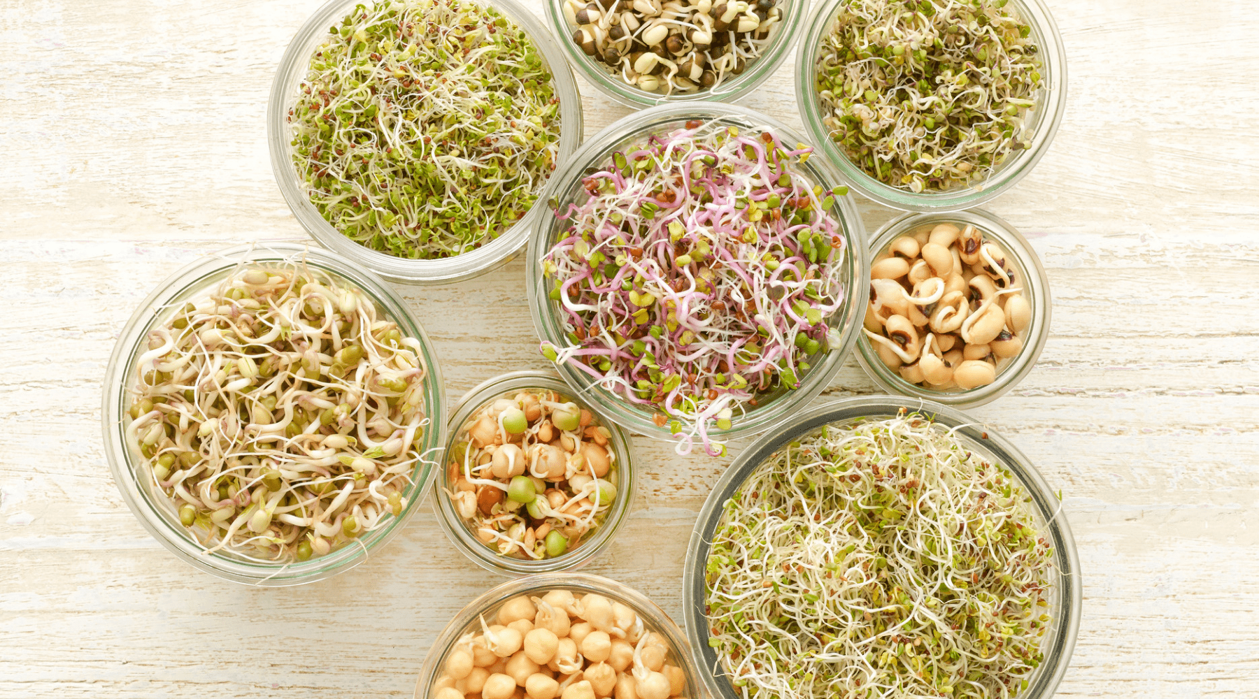 Cómo cultivar brotes en casa