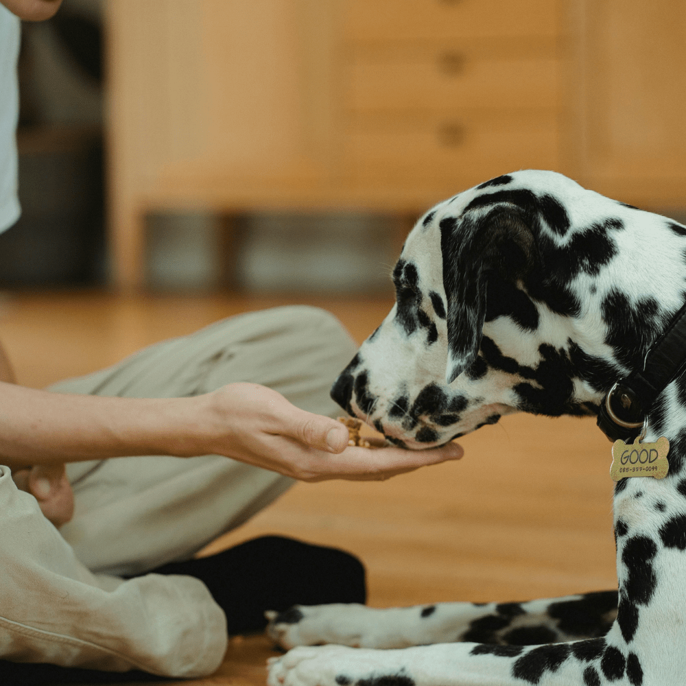 Nuts and Seeds For Your Pets: The Good, The Bad, and The Healthy