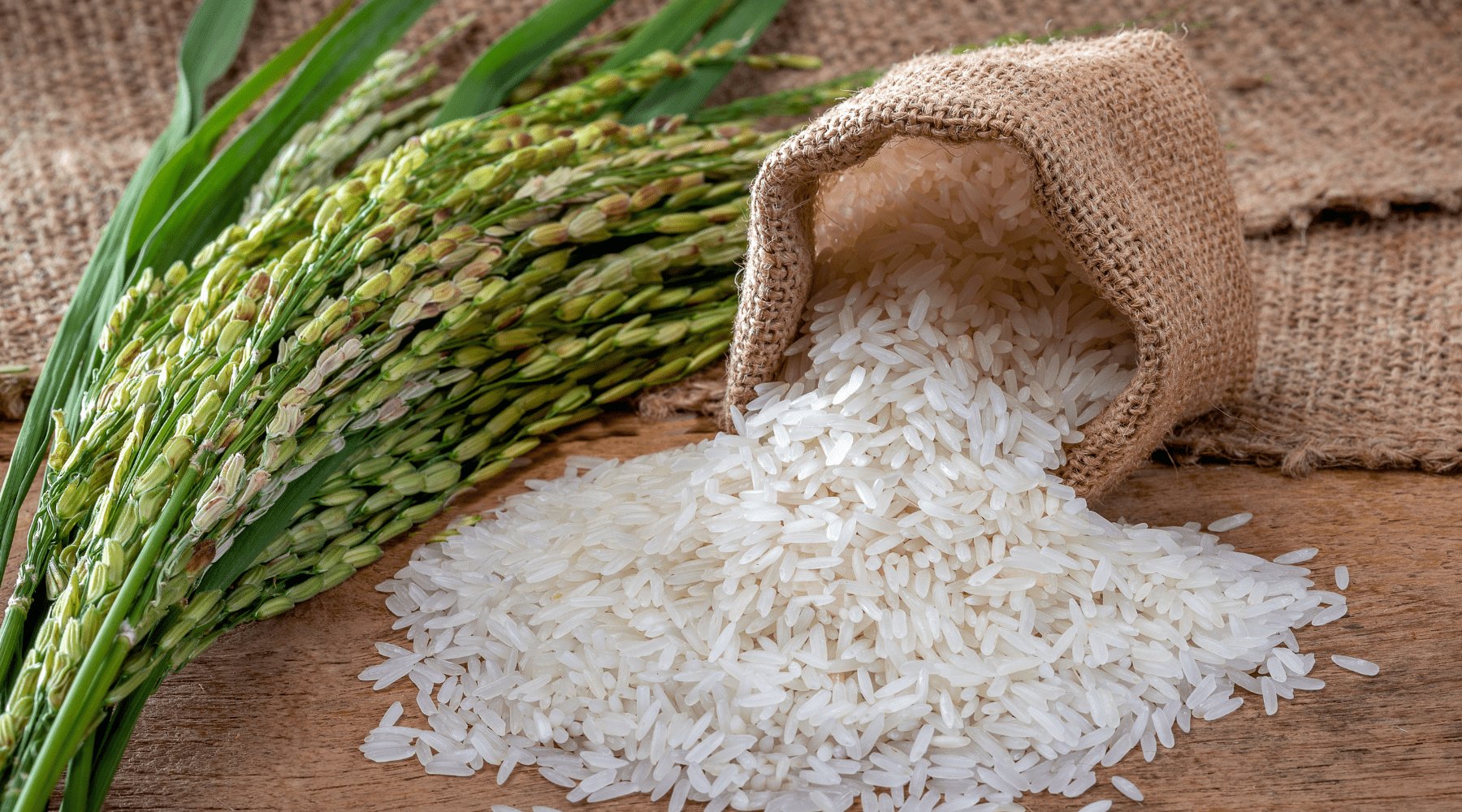 Choose The Best Organic Rice For Your Family And Tastebuds!