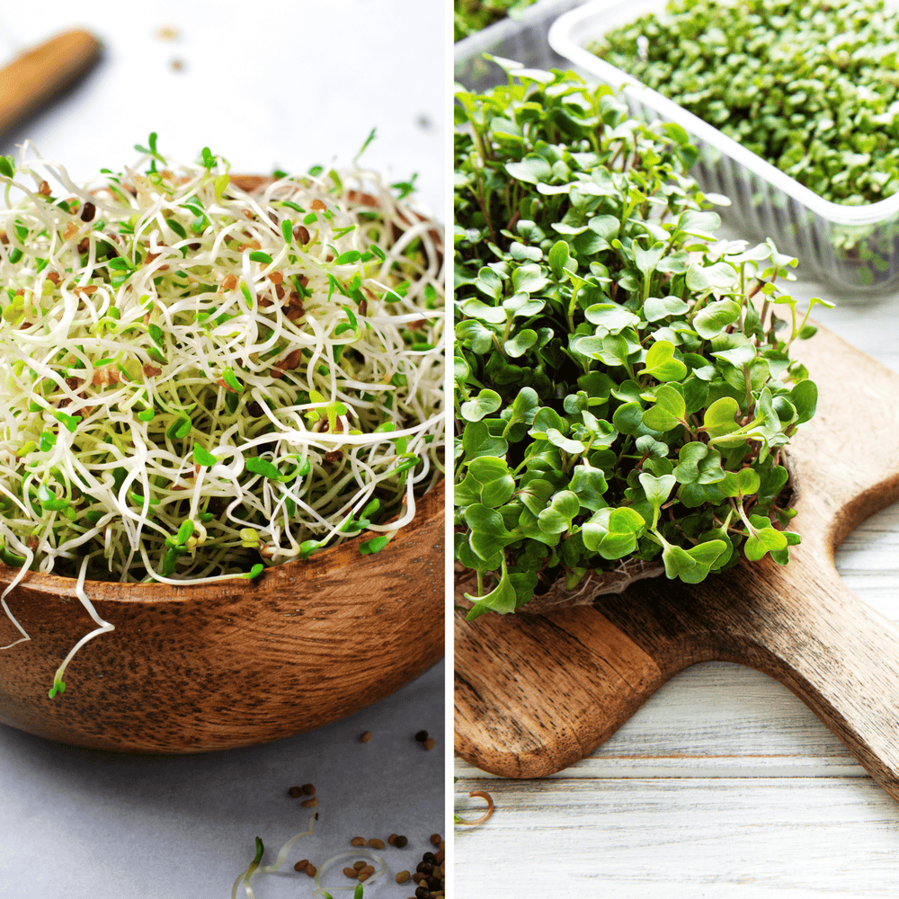 Sprouts vs. Microgreens: Are They the Same or Not?