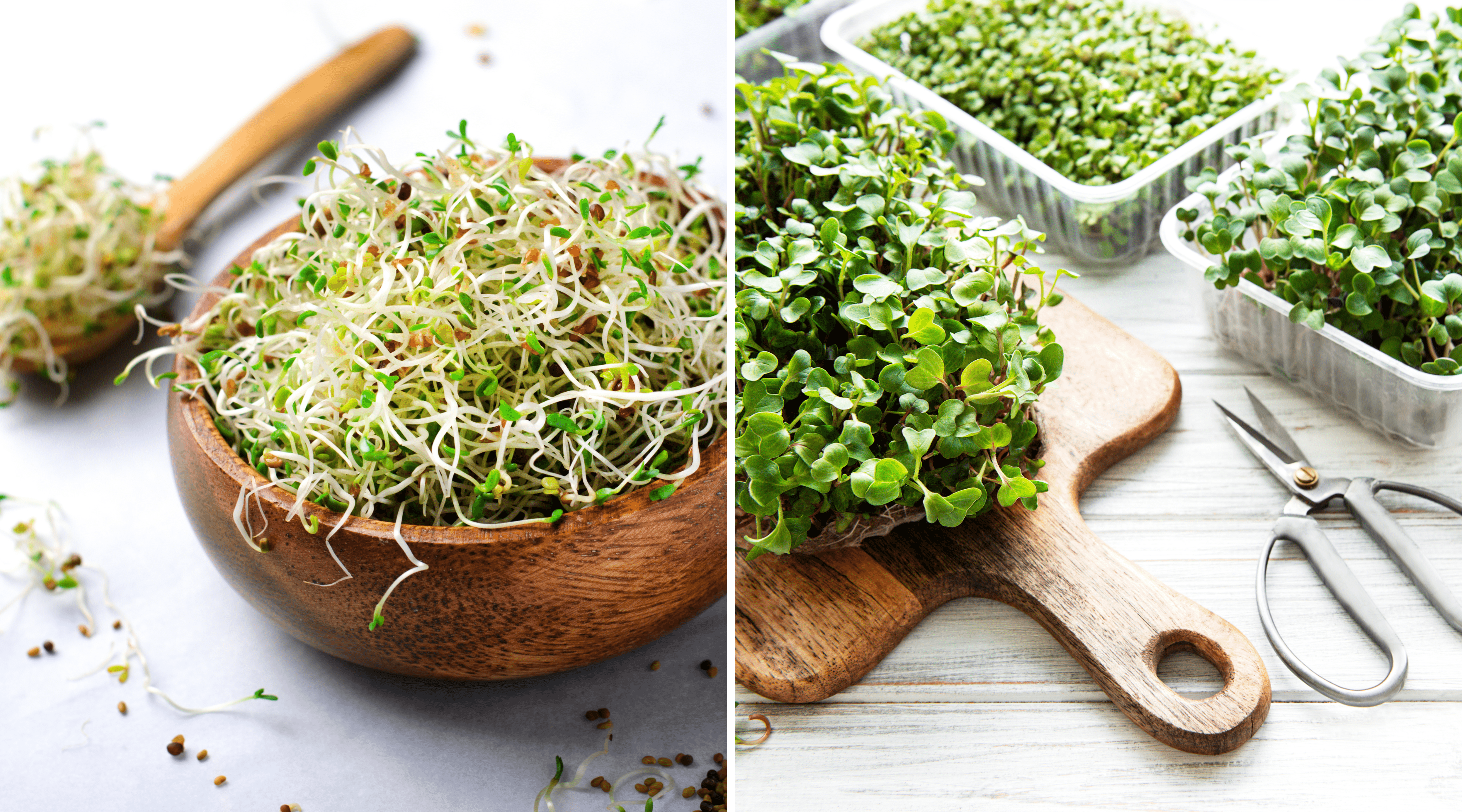 14+ Sprouts Vs Microgreens Sprouts vs. Microgreens: Are They the Same or Not? | Country Life