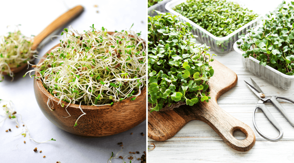 Sprouts vs. Microgreens: Are They the Same or Not?