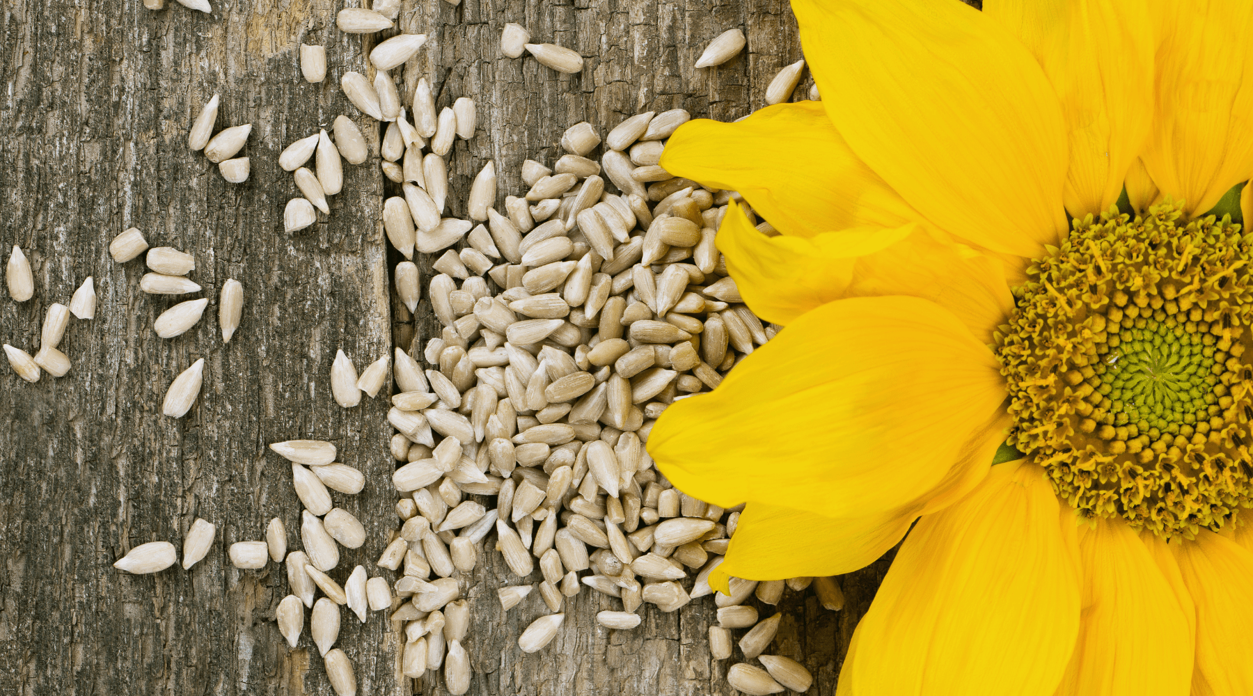 Why Sunflower Seeds Deserve A Spot In Your Pantry - Nutrition, Benefits, and Uses!