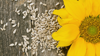 Why Sunflower Seeds Deserve A Spot In Your Pantry - Nutrition, Benefits, and Uses!