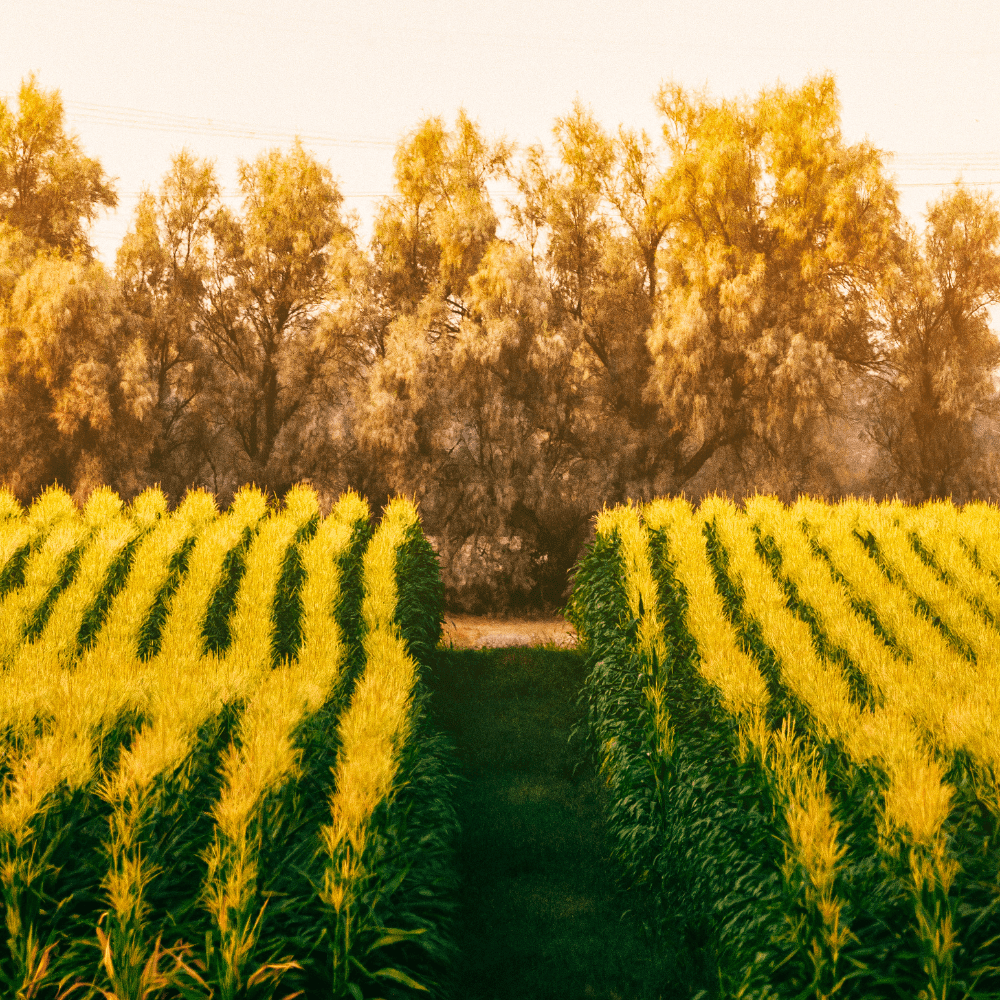 How Local Sourcing Means Fresher, Better, and Fair-Priced Food