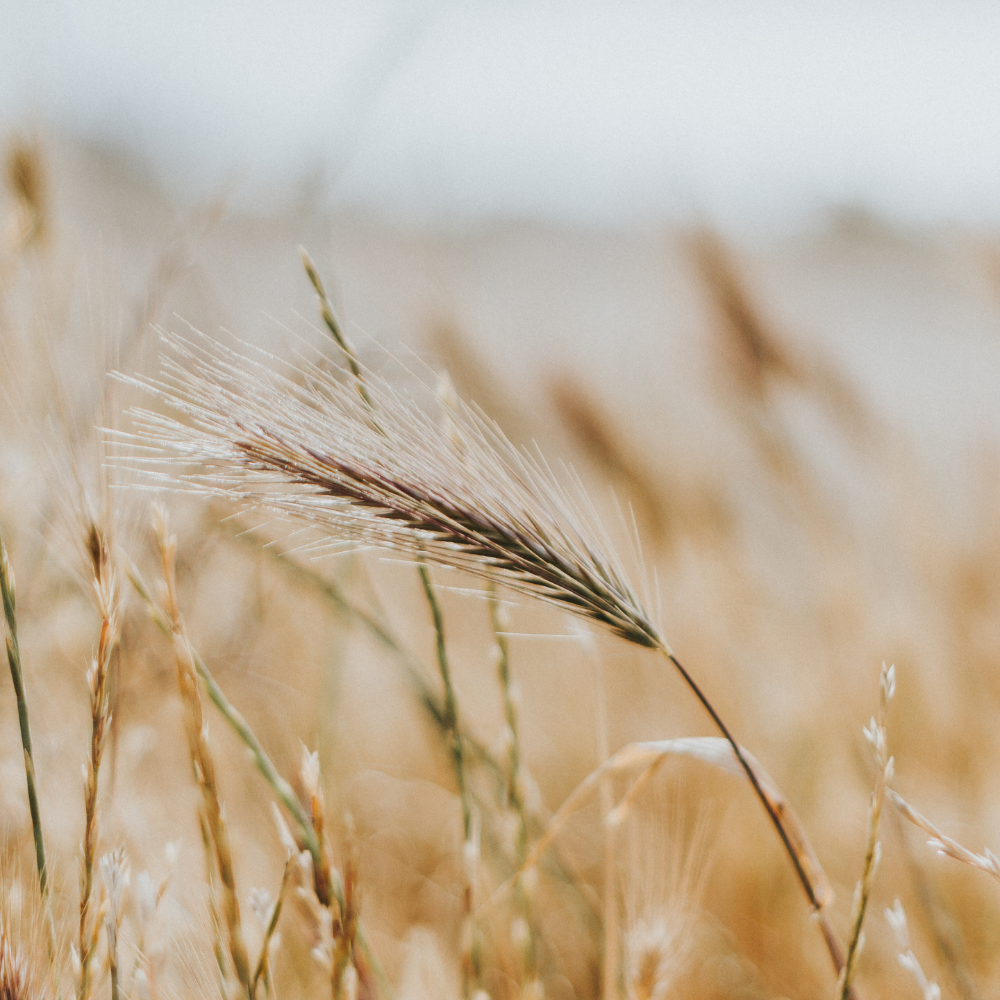 Wheat Germ Vs. Wheat Bran - The Differences You Need To Know