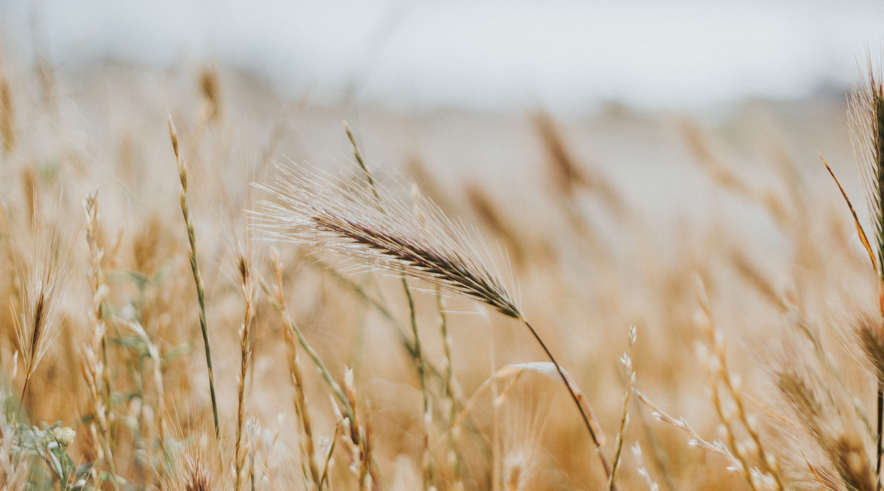 Wheat Germ Vs. Wheat Bran: Which One Belongs In Your Pantry?