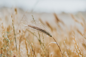 Wheat Germ Vs. Wheat Bran: Which One Belongs In Your Pantry?