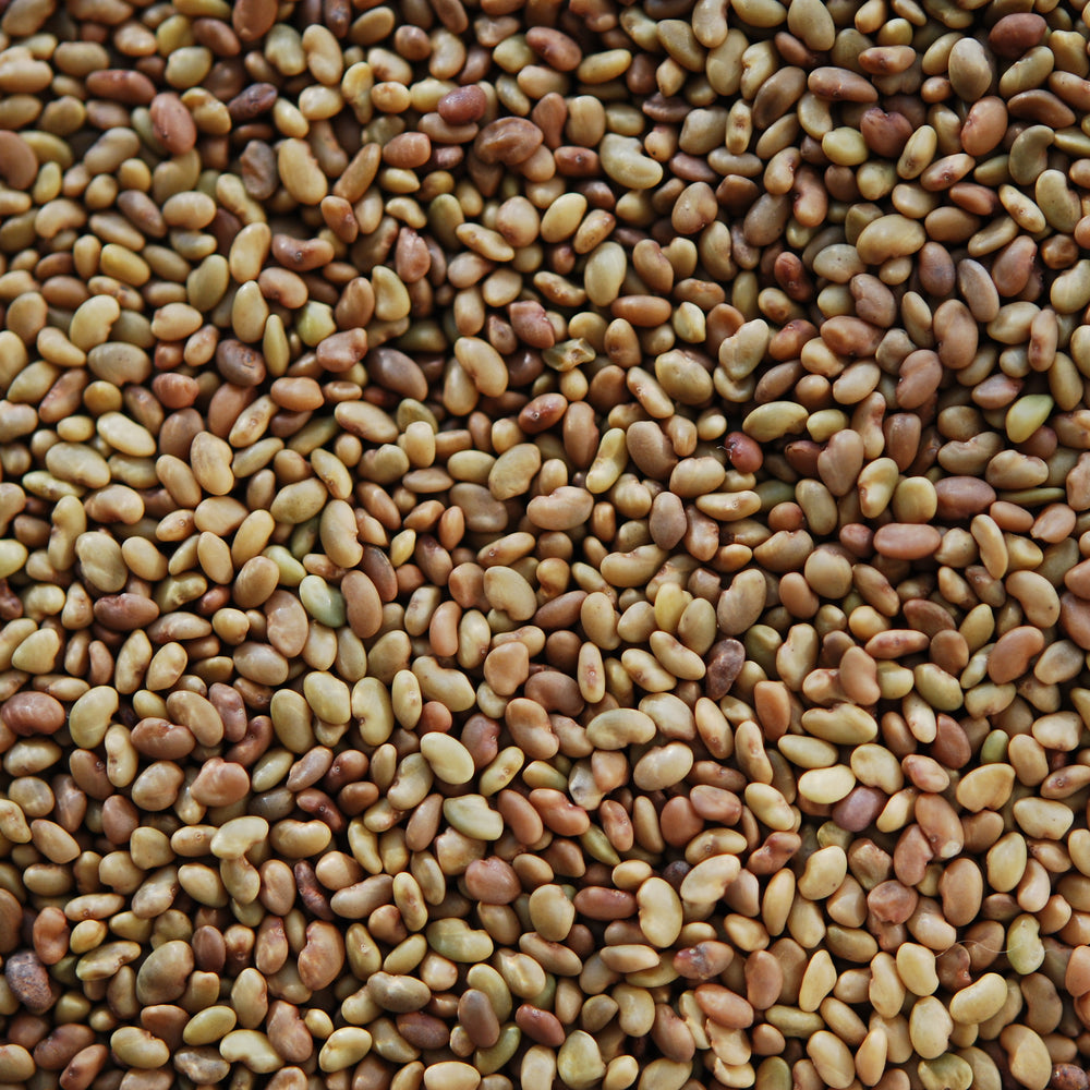 Alflafa  Seeds