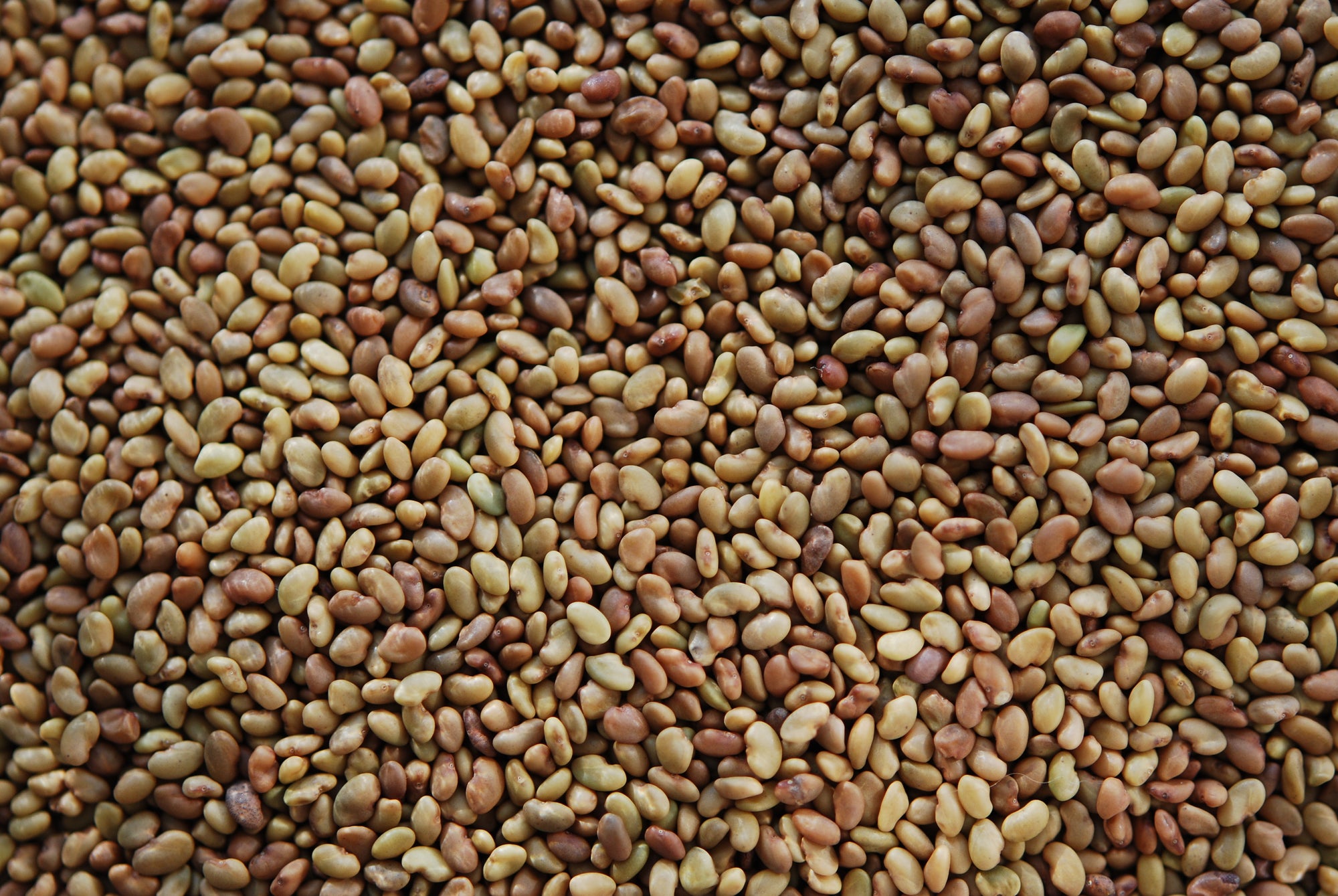 Alflafa  Seeds