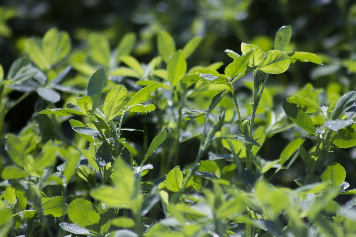 Alfalfa Leaf Powder, Herbs - Country Life Natural Foods