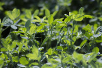 
                  
                    Alfalfa Leaf Powder - Country Life Natural Foods
                  
                