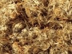 Arnica Flowers, Whole, Herbs - Country Life Natural Foods