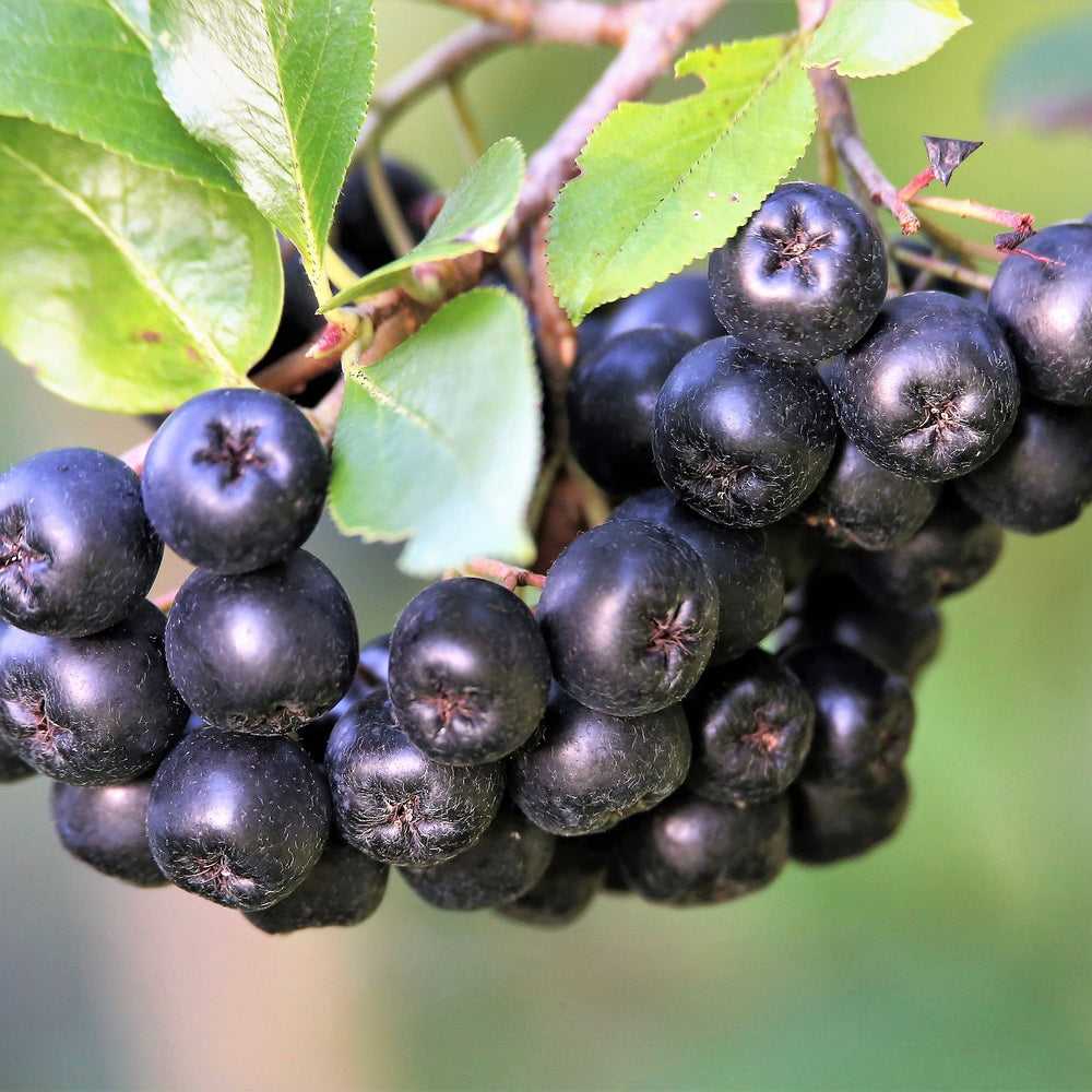 
                  
                    Aronia Berries, Organic - Country Life Natural Foods
                  
                