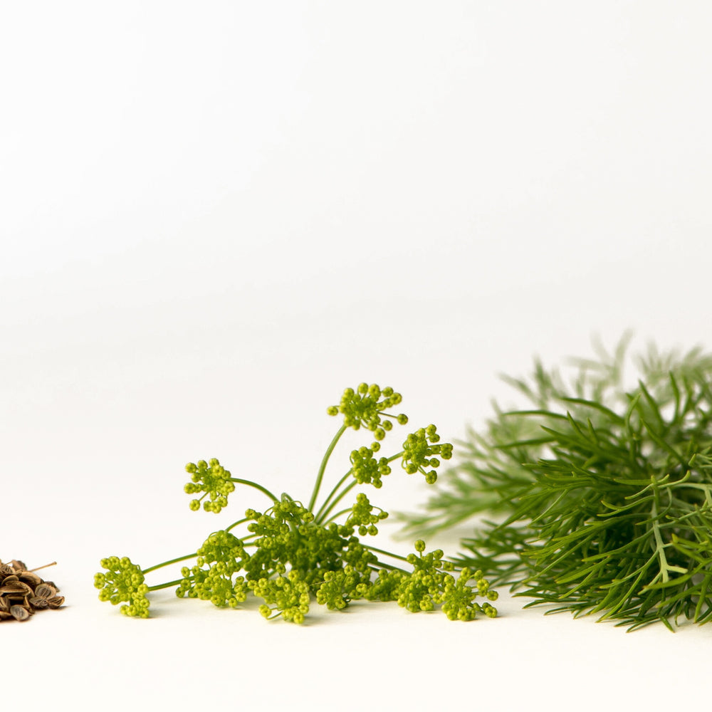 Dill Seeds, Whole - Country Life Natural Foods