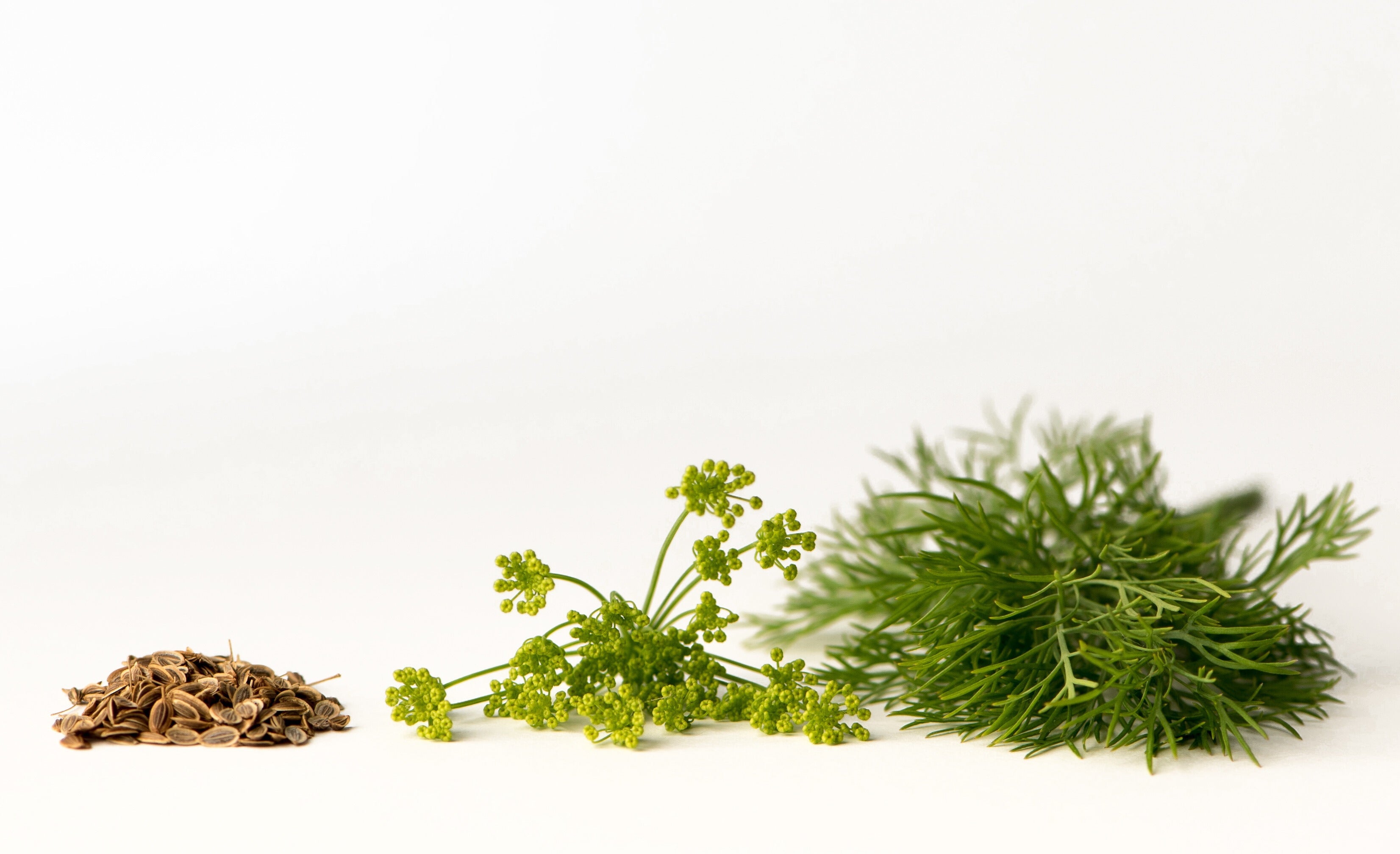 dill seeds from plant Dill Seeds, Whole