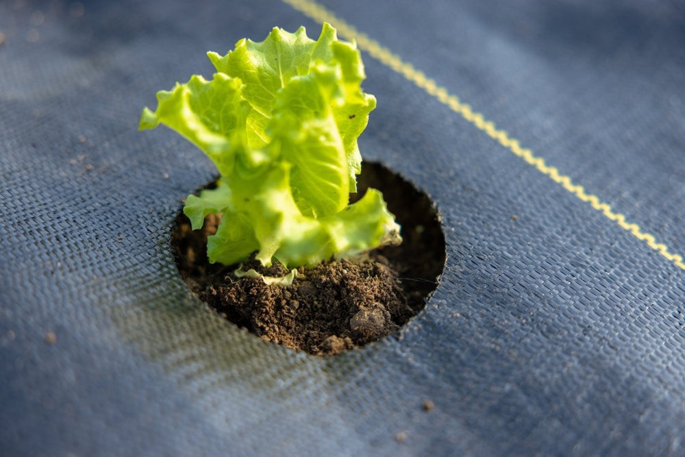 
                  
                    Quick - Plant Fabric — Weed Barrier - Country Life Natural Foods
                  
                
