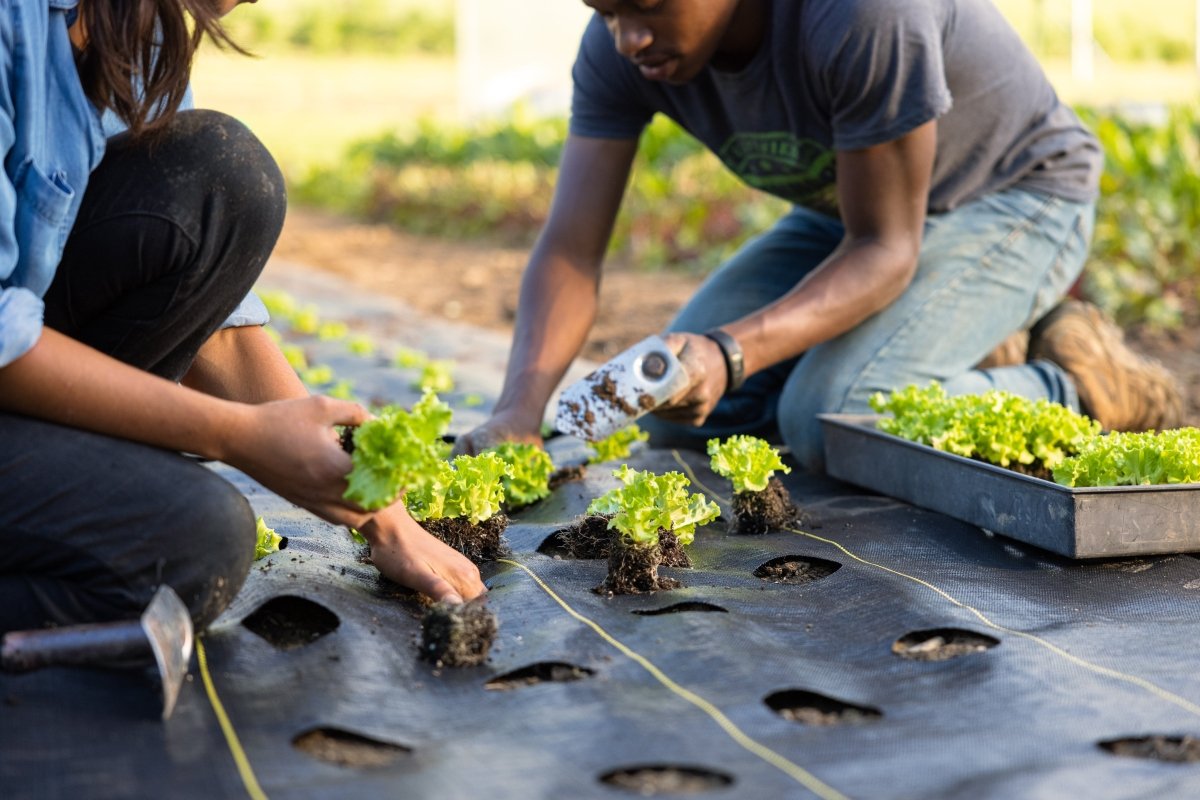 Quick-Plant Fabric — Weed Barrier, - Country Life Natural Foods