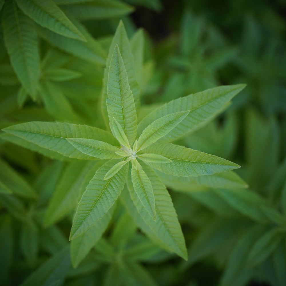 
                  
                    Lemon Verbena, Cut, Sifted - Country Life Natural Foods
                  
                