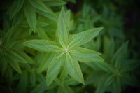 
                  
                    Lemon Verbena, Cut, Sifted - Country Life Natural Foods
                  
                