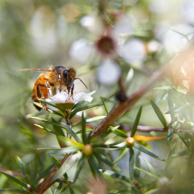 Manuka Honey - Country Life Natural Foods