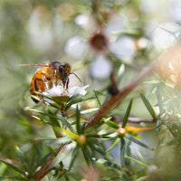 
                  
                    Manuka Honey - Country Life Natural Foods
                  
                