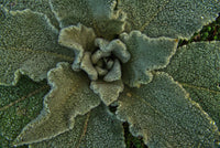
                  
                    Mullein Leaf, Cut, Sifted - Country Life Natural Foods
                  
                