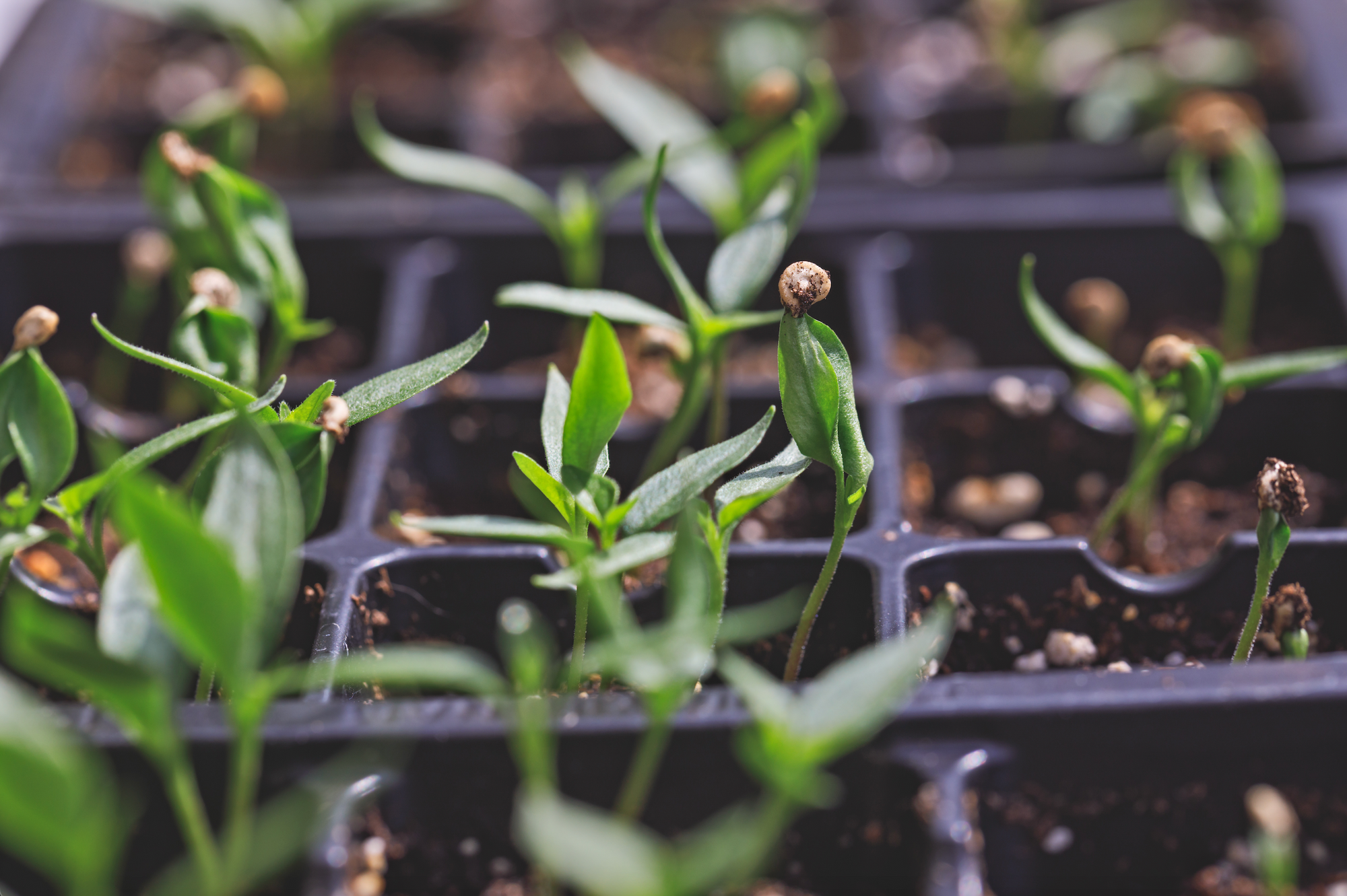 Ready to start sprouting?