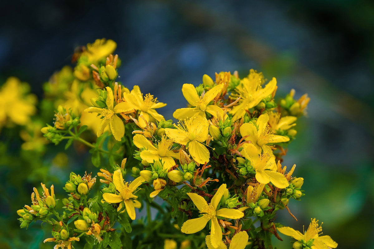 St. John's Wort, Organic, Cut & Sifted, Herbs - Country Life Natural Foods