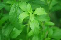 
                  
                    Stevia Leaf Powder - Country Life Natural Foods
                  
                